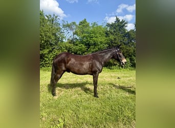 Mule, Hongre, 14 Ans, 155 cm, Noir