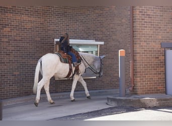Mule, Hongre, 14 Ans, 157 cm, Gris