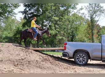 Mule, Hongre, 15 Ans, 135 cm, Noir