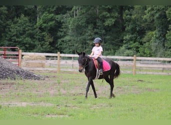 Mule, Hongre, 15 Ans, 135 cm, Noir