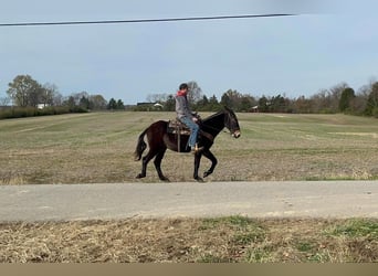 Mule, Hongre, 15 Ans, 150 cm, Noir