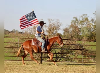 Mule, Hongre, 15 Ans, 152 cm, Alezan brûlé