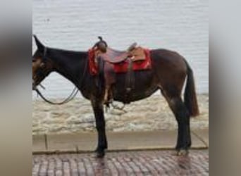 Mule, Hongre, 15 Ans, 155 cm, Noir