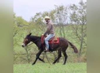 Mule, Hongre, 15 Ans, 155 cm, Noir