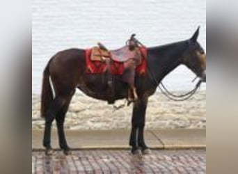 Mule, Hongre, 15 Ans, 155 cm, Noir