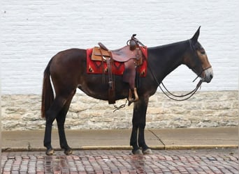 Mule, Hongre, 15 Ans, 155 cm, Noir