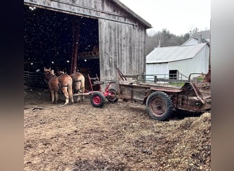 Mule, Hongre, 15 Ans, Alezan cuivré