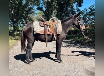 Mule, Hongre, 16 Ans, 132 cm, Noir