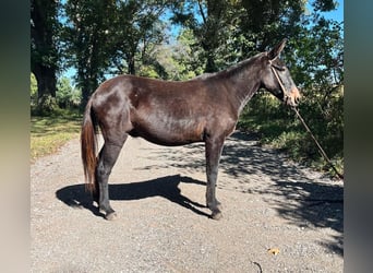 Mule, Hongre, 16 Ans, 132 cm, Noir