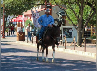 Mule, Hongre, 16 Ans, 142 cm, Alezan cuivré