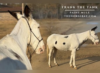 Mule, Hongre, 17 Ans, 142 cm, Blanc