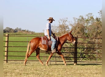 Mule, Hongre, 17 Ans, 152 cm, Alezan brûlé