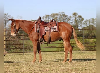 Mule, Hongre, 17 Ans, 152 cm, Alezan brûlé