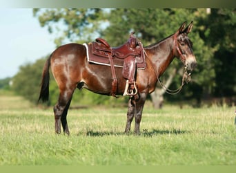 Mule, Hongre, 19 Ans, 145 cm, Bai cerise