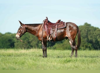 Mule, Hongre, 19 Ans, 145 cm, Bai cerise