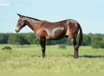 Mule, Hongre, 19 Ans, 145 cm, Bai cerise
