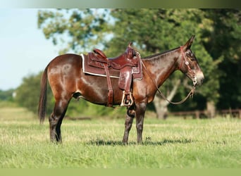 Mule, Hongre, 19 Ans, 145 cm, Bai cerise