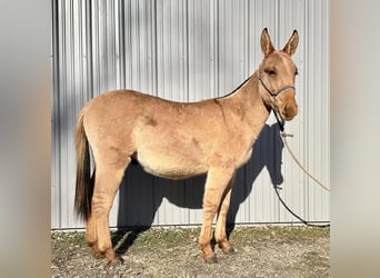 Mule, Hongre, 1 Année, 130 cm, Isabelle