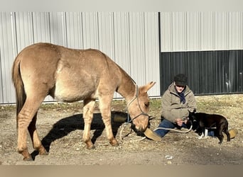 Mule, Hongre, 1 Année, 130 cm, Isabelle