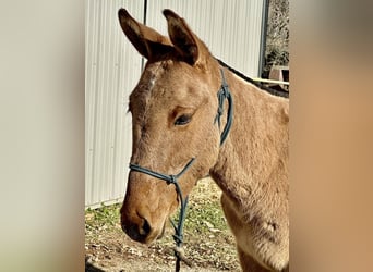 Mule, Hongre, 1 Année, 130 cm, Isabelle