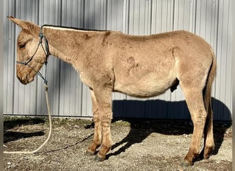 Mule, Hongre, 1 Année, 130 cm, Isabelle