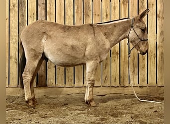 Mule, Hongre, 2 Ans, 130 cm, Isabelle