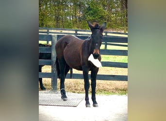 Mule, Hongre, 2 Ans, 132 cm, Bai cerise