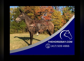 Mule, Hongre, 2 Ans, 145 cm, Roan-Bay