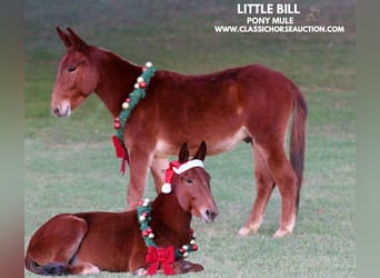 Mule, Hongre, 3 Ans, 112 cm, Alezan cuivré