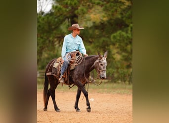 Mule, Hongre, 3 Ans, 147 cm, Gris