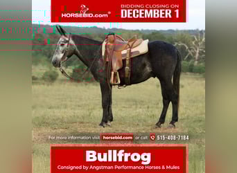 Mule, Hongre, 3 Ans, 147 cm, Gris