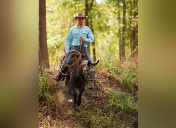 Mule, Hongre, 4 Ans, 147 cm, Gris