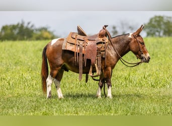Mule, Hongre, 4 Ans, 91 cm, Pinto
