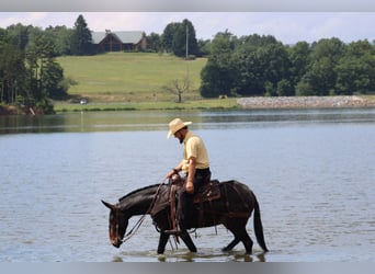 Mule, Hongre, 4 Ans, Bai cerise