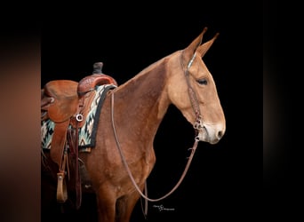 Mule, Hongre, 5 Ans, 142 cm, Alezan cuivré