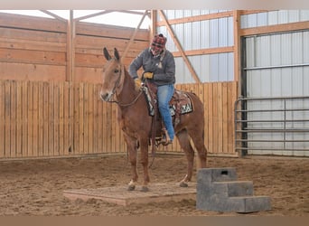 Mule, Hongre, 5 Ans, 142 cm, Alezan cuivré