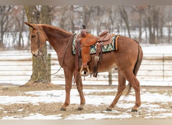 Mule, Hongre, 5 Ans, 142 cm, Alezan cuivré