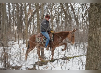 Mule, Hongre, 5 Ans, 142 cm, Alezan cuivré