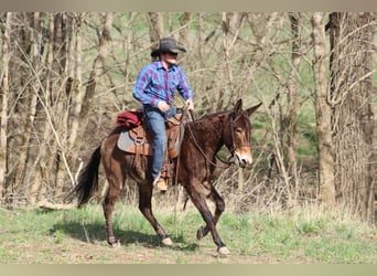Mule, Hongre, 5 Ans, 147 cm, Bai cerise