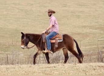 Mule, Hongre, 5 Ans, 147 cm, Bai cerise