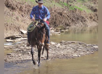 Mule, Hongre, 5 Ans, 147 cm, Bai cerise