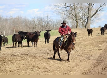 Mule, Hongre, 5 Ans, 147 cm, Bai cerise
