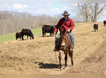 Mule, Hongre, 5 Ans, 147 cm, Bai cerise