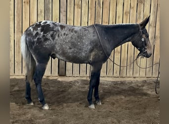 Mule, Hongre, 5 Ans, 147 cm