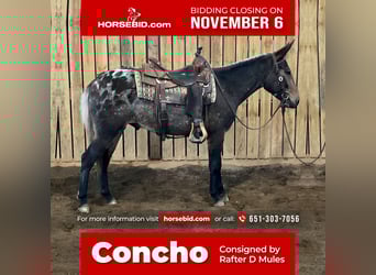 Mule, Hongre, 5 Ans, 147 cm