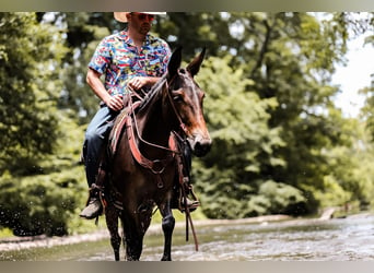 Mule, Hongre, 5 Ans, 152 cm, Bai cerise