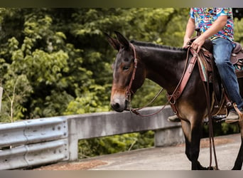 Mule, Hongre, 5 Ans, 152 cm, Bai cerise