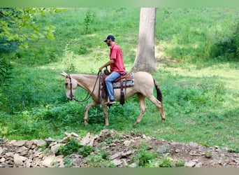 Mule, Hongre, 6 Ans, 147 cm, Champagne