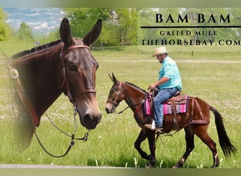 Mule Croisé, Hongre, 6 Ans, 150 cm, Bai cerise