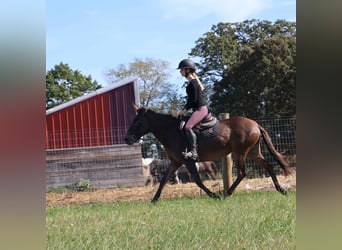 Mule, Hongre, 7 Ans, 140 cm, Bai cerise